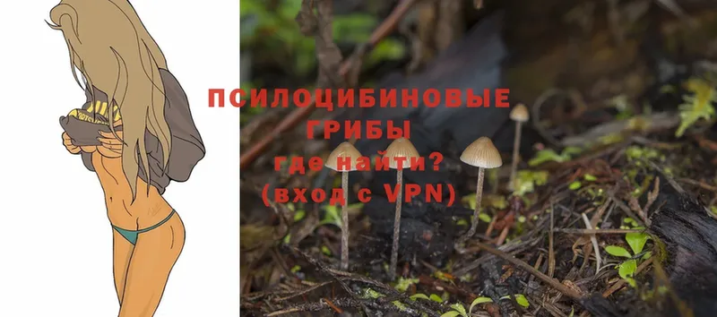 Галлюциногенные грибы Psilocybine cubensis  Омск 